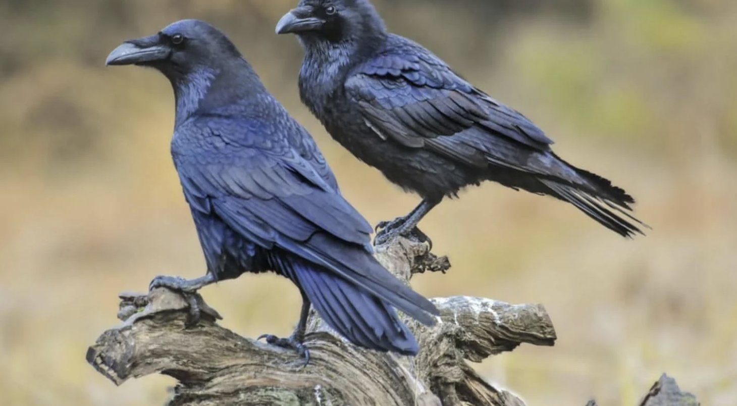 bird ravens